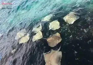 Snorkeling Trip to Sting Ray Point