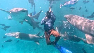 shark snorkeling
