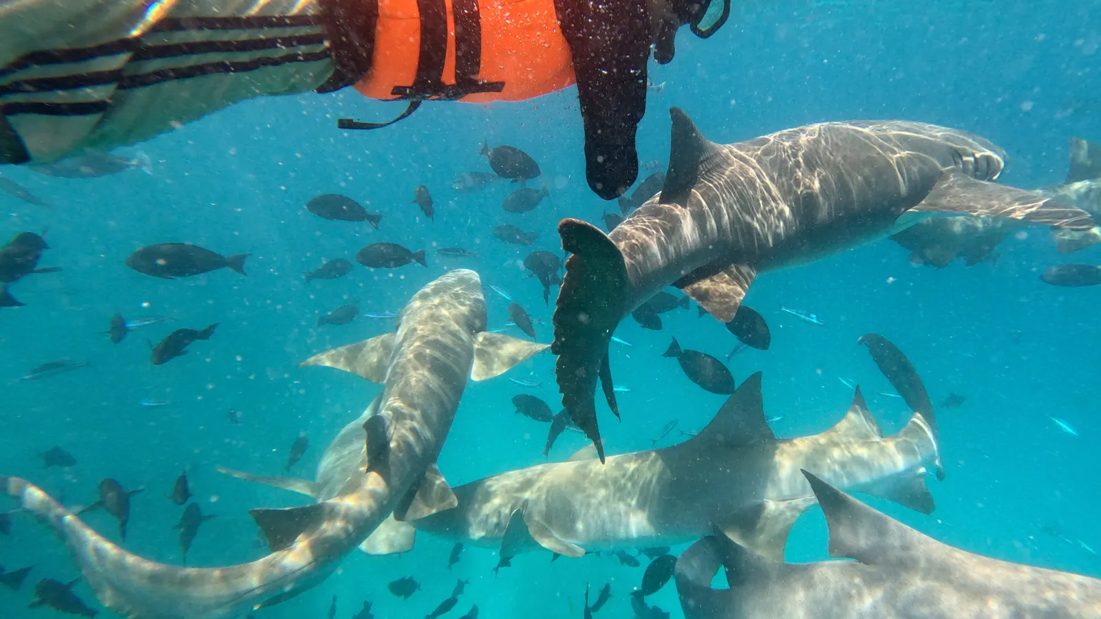shark snorkeling in maldives