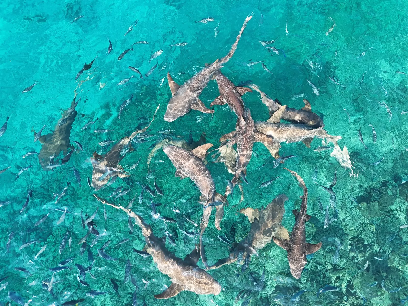 Snorkeling Trip to Shark Point, Himmafushi | Maldives