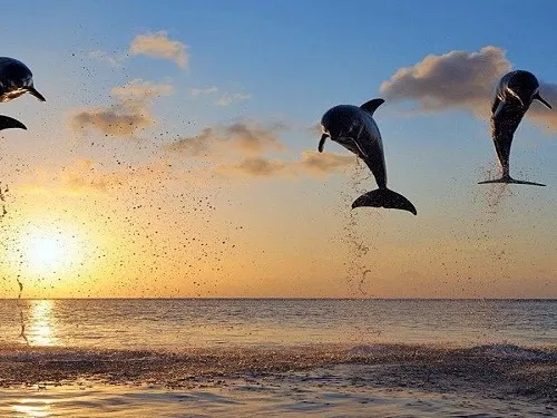 Dolphin Watching & BBQ