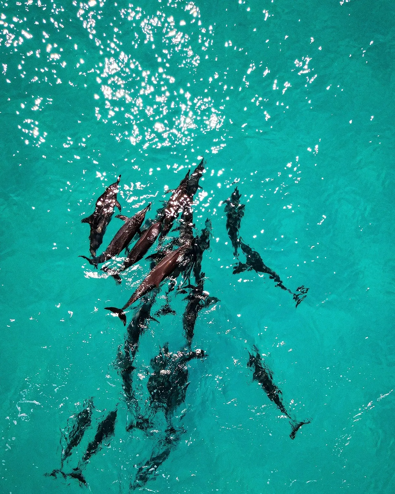 maldives dolphin trip