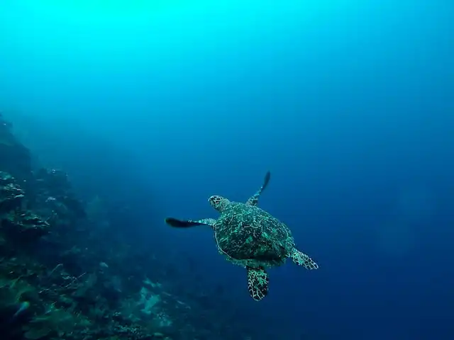 Villingili Coral Garden maldives