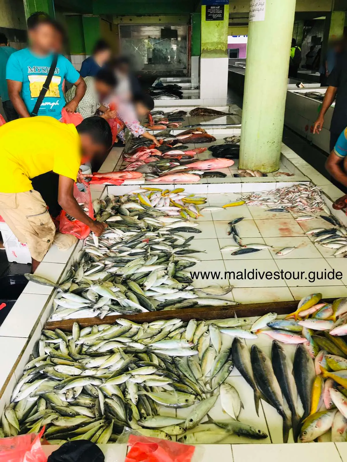 maldives fish market