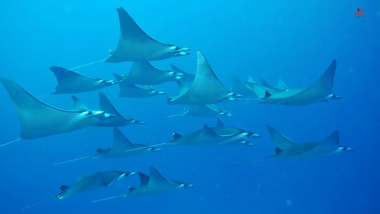 Dhigali Maldives Luxury Island Resort Activities