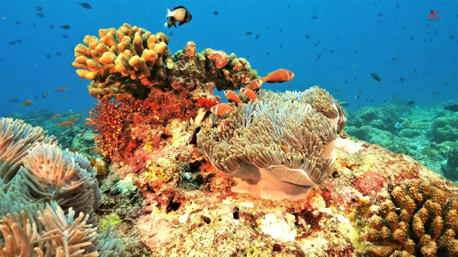 Hard Rock Hotel Maldives Musikee fushi Diving