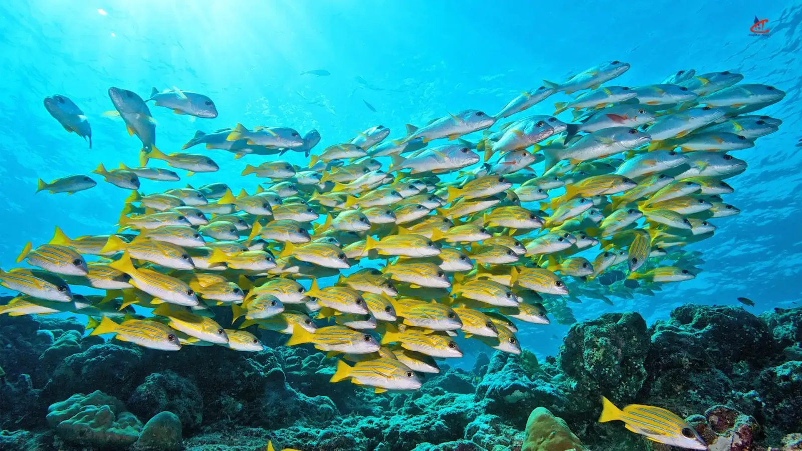 Innahura Maldives Resort Diving