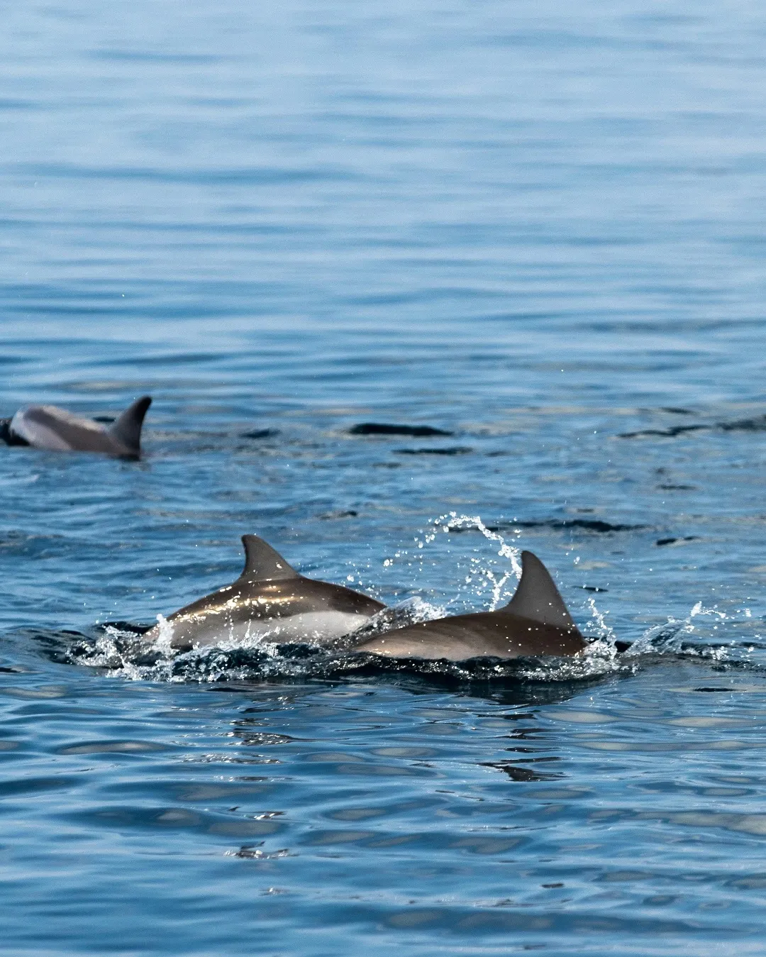 Maldives Lucky Dolphin Trip - Maldives activities