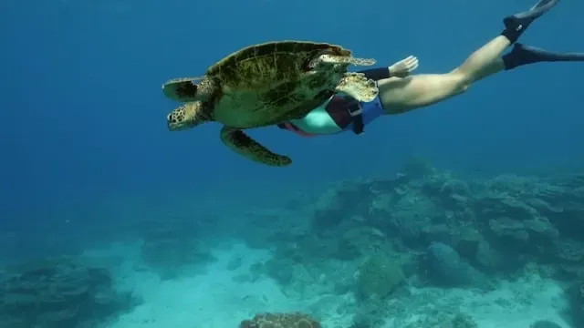 male atoll turtle snorkeling - Maldives activities