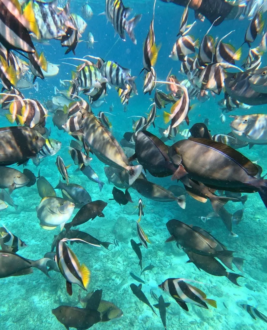 Snorkeling in the Maldives