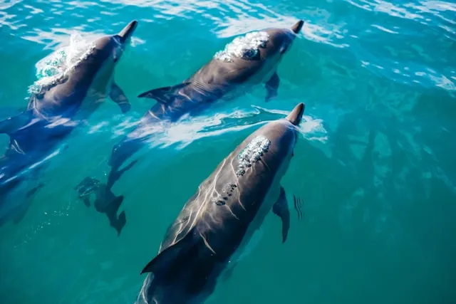 maldives dolphin excursion - Maldives activities