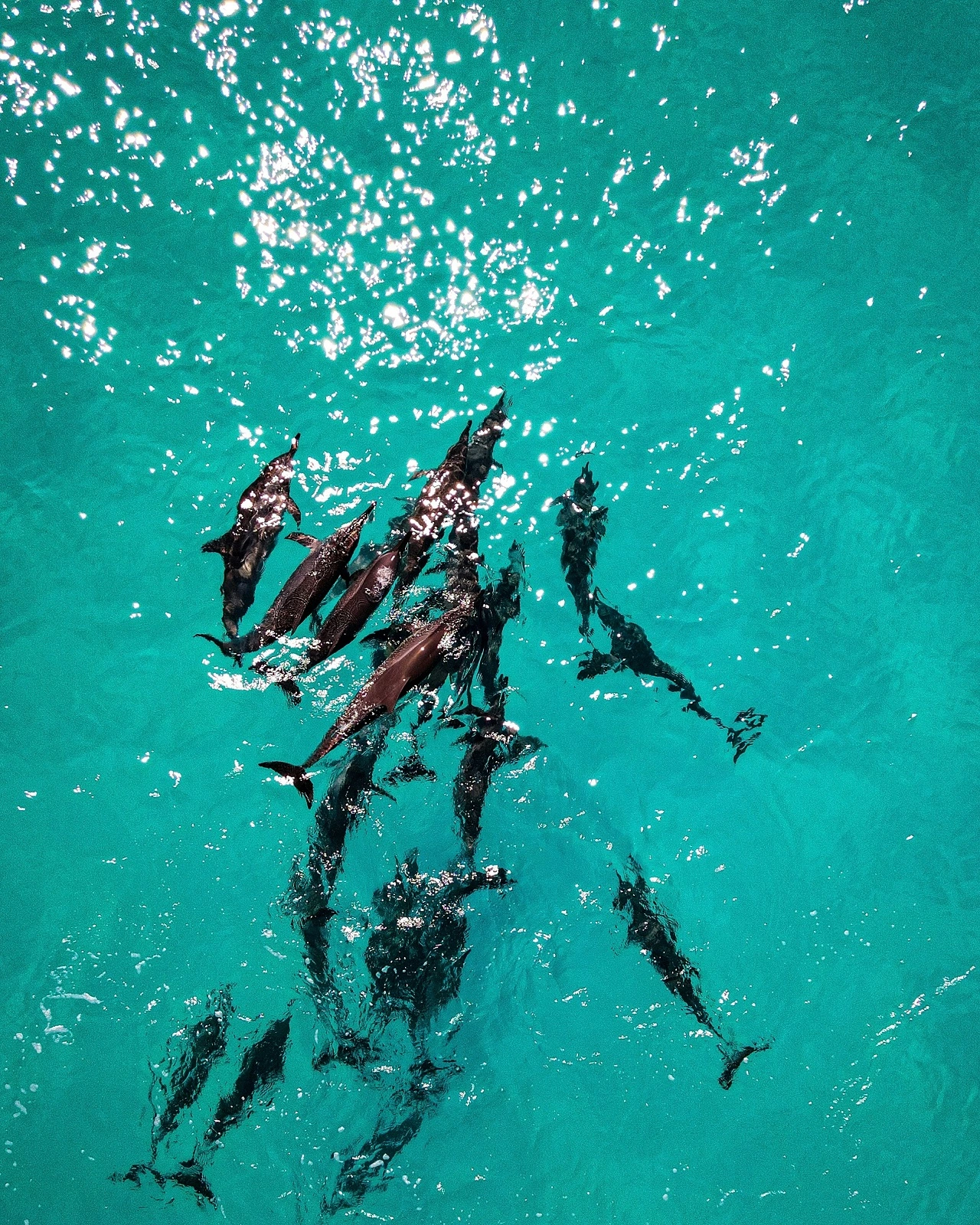 maldives dolphin trip - Maldives activities