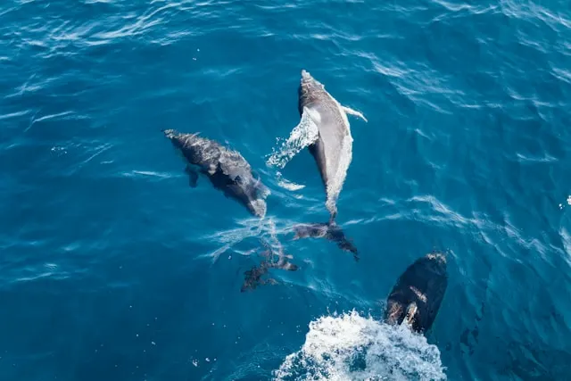 male atoll dolphin trip - Maldives activities