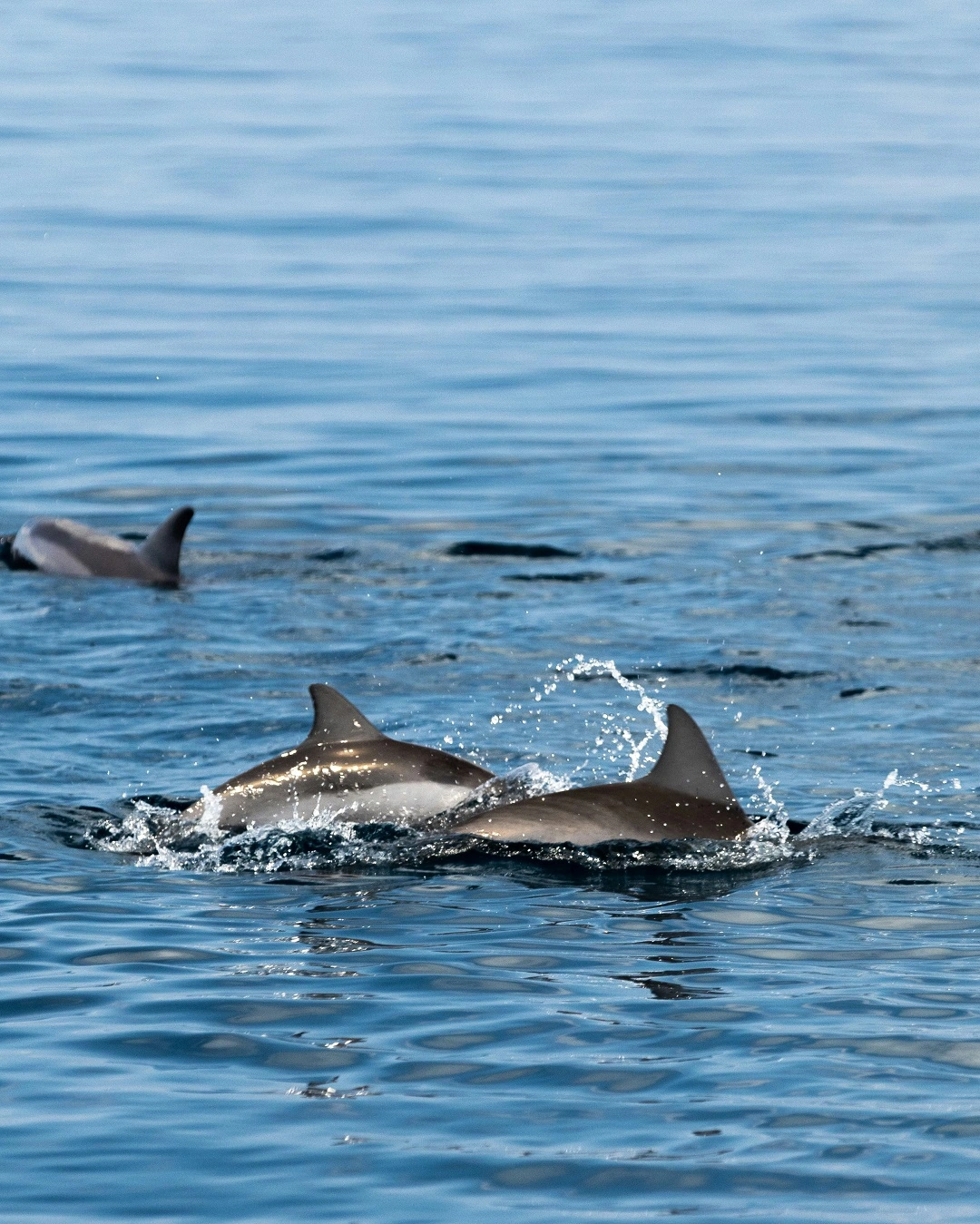 Maldives Lucky Dolphin Trip - Maldives activities