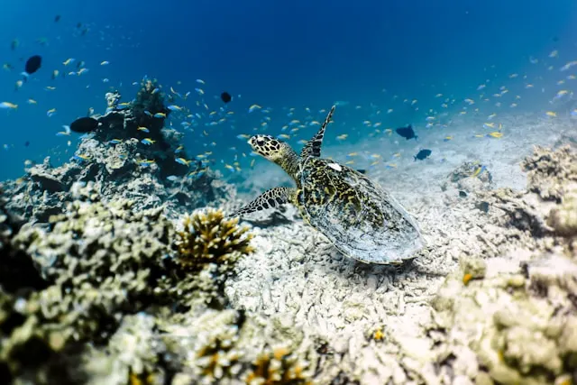 snorkeling activities in maldives - Maldives activities