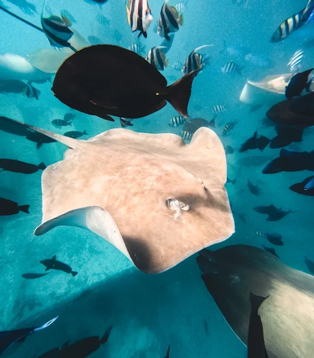 Stingray Point Snorkeling - Maldives activities