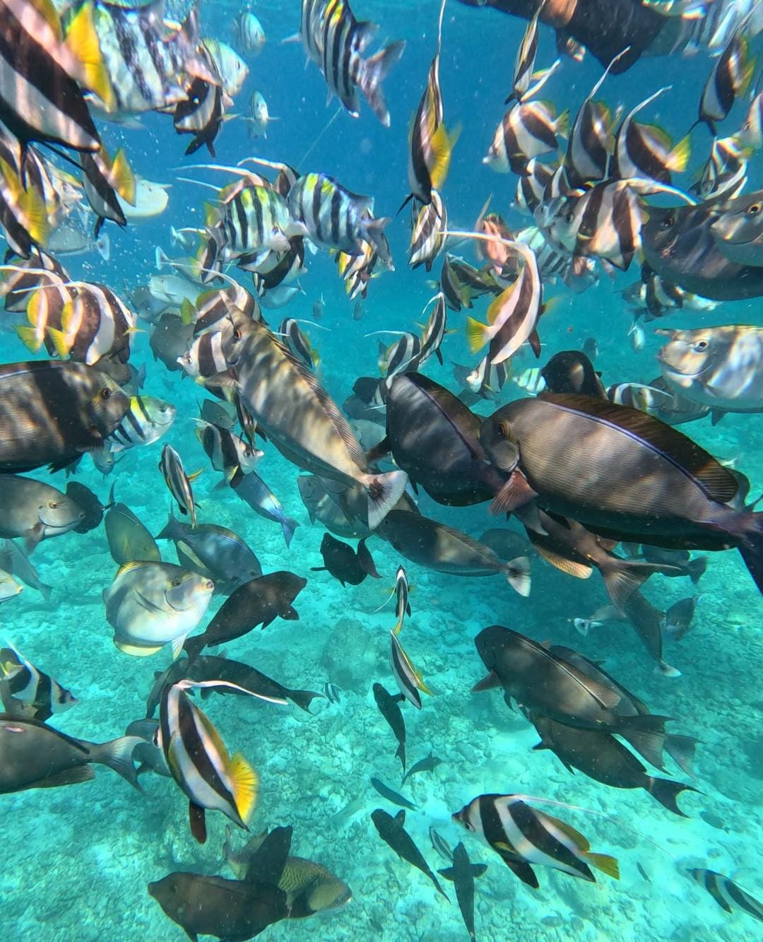Snorkeling in the Maldives
